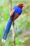 Sri Lanka or Ceylon Blue Magpie