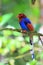 Sri Lanka or Ceylon Blue Magpie