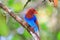 Sri Lanka or Ceylon Blue Magpie