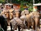 Sri Lanka Ceylon, herd of elephant returning from the river