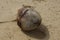 Sri Lanka coconut on the beach