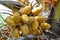 Sri Lanka, coconut, palm, food, fruit, tree