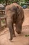 Sri Lanka: elephant Pinnawala