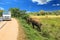 Sri lanka Elephant on the road