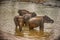 Sri Lanka: elephants in drinking and bathing in Pinnawala