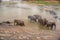 Sri Lanka: elephants in drinking and bathing in Pinnawala