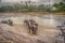 Sri Lanka: elephants in drinking and bathing in Pinnawala