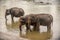 Sri Lanka: elephants in drinking and bathing in Pinnawala