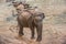 Sri Lanka: elephants in drinking and bathing in Pinnawala