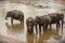 Sri Lanka: elephants in drinking and bathing in Pinnawala