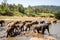 Sri Lanka: elephants in drinking and bathing in Pinnawala, Sri Lanka