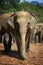 Sri Lanka: Elephants of Pinnawela