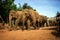 Sri Lanka: Elephants of Pinnawela