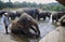 Sri Lanka: Elephants taking a bath in the river near Phinawela Elephant Orphanage