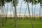 Sri Lanka fishermen carrying long fishing through palm trees on the sea shore