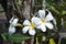 Sri Lanka, flower, frangipani, nature, plant, white