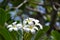 Sri Lanka, flower, frangipani, nature, plant, white