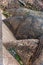 Sri Lanka: foot of lion in Sigiriya