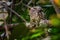 Sri Lanka Frogmouth - Batrachostomus moniliger