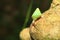 Sri lanka Green snail