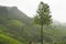 Sri Lanka green tea fields plantations, Nuwara Eliya