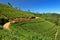 Sri Lanka, green Tea plantation