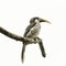 Sri Lanka grey hornbill