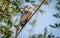 Sri Lanka grey hornbill - Ocyceros gingalensis