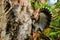 Sri Lanka grey hornbill peeks inside a tree hole for food