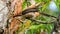 Sri Lanka grey hornbill searches a tree hollow for food