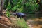 Sri Lanka. A group of people give the elephants a bath along a small stream in the middle of trees and plants