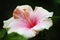 Sri Lanka, Hibiscus, colourfiull flowers, unique wildlife
