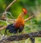 Sri Lanka Junglefowl is standing on a log in the jungle.