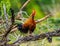 Sri Lanka Junglefowl is standing on a log in the jungle.