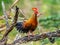 Sri Lanka Junglefowl is standing on a log in the jungle.