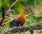 Sri Lanka Junglefowl is standing on a log in the jungle.