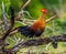 Sri Lanka Junglefowl is standing on a log in the jungle.