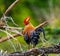 Sri Lanka Junglefowl is standing on a log in the jungle.