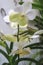 Sri Lanka, Kandy, Peradeniya Royal Botanical Gardens, Orchid House, tropical orchid in flower