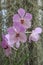 Sri Lanka, Kandy, Peradeniya Royal Botanical Gardens, Orchid House, tropical orchid in flower