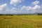 Sri Lanka landscape with ripening rice crops