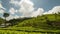 Sri Lanka Lipton seat tea plantation fields in Nuwara Eliya. time-lapse during sunrise with clouds rushing by in 4K