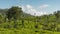 Sri Lanka Lipton seat tea plantation fields in Nuwara Eliya. time-lapse during sunrise with clouds rushing by in 4K