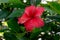 Sri Lanka national flowers - the red Shoe Flower or Hibiscus rosa-sinensis Chinese and Hawaiian hibiscus, China rose. It is a po