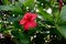 Sri Lanka national flowers - the red Shoe Flower or Hibiscus rosa-sinensis Chinese and Hawaiian hibiscus, China rose. It is a po