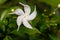 Sri Lanka national flowers - the white Wathusudu Flower or Jasmin Saman Pichcha with bokeh green background. It is a popular pla
