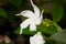 Sri Lanka national flowers - the white Wathusudu Flower or Jasmin Saman Pichcha with bokeh green background. It is a popular pla