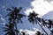 Sri Lanka, palm tree, tree, sky, tropical, coconut