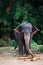 Sri Lanka: Pinnawela Elephants