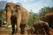 Sri Lanka: Pinnawela Elephants